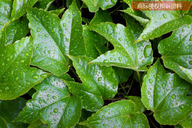 處理商標(biāo)侵權(quán)投訴需要什么資料 處理商標(biāo)侵權(quán)投訴需要什么資料