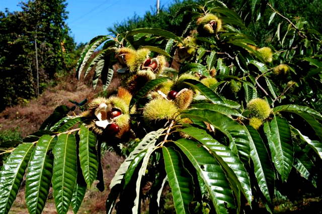怎么申請注冊商標代理